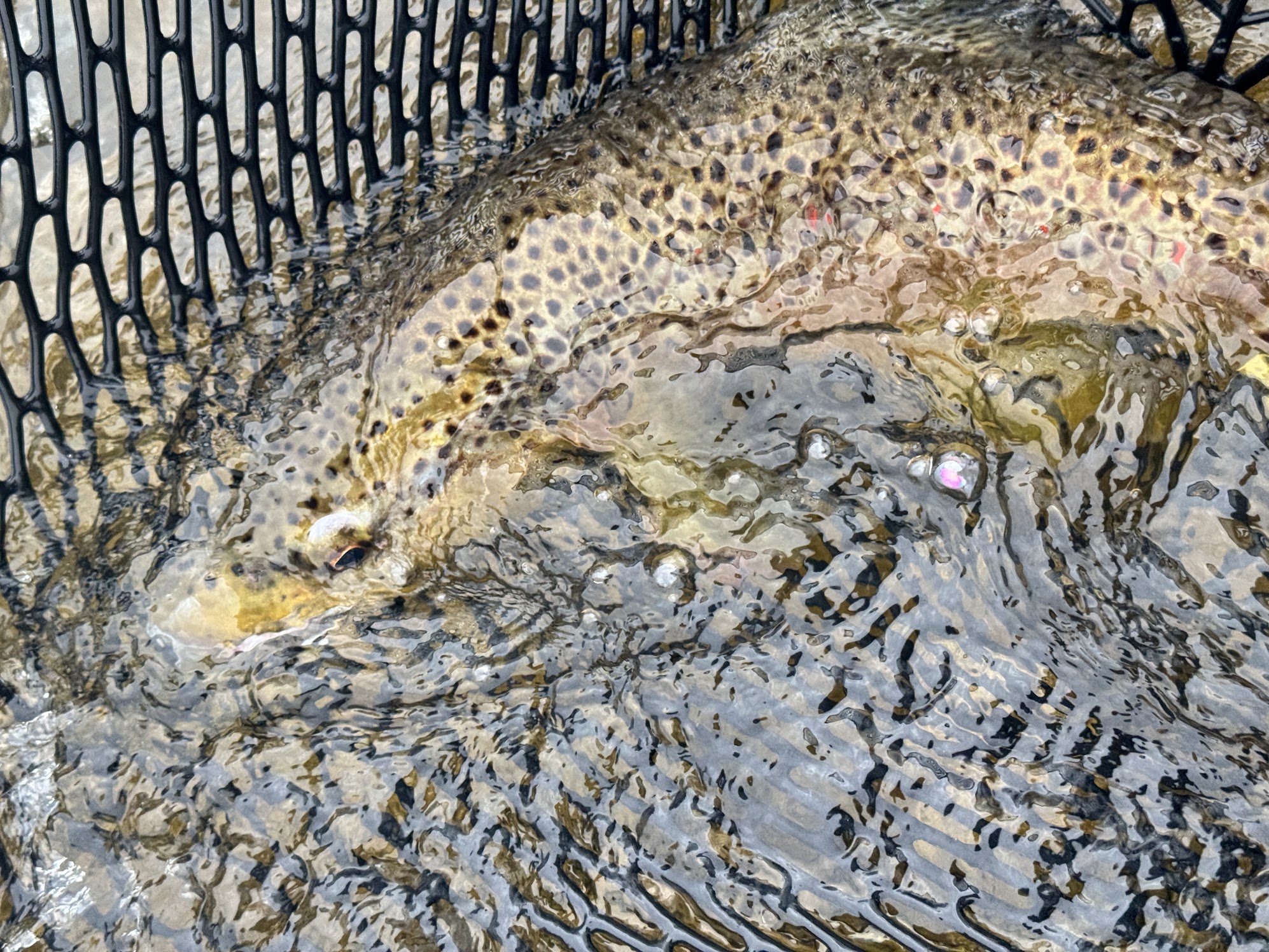 Missoula Fly Water photo 5